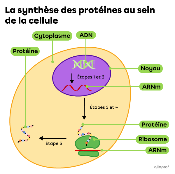 La synthèse des protéines | Secondaire | Alloprof