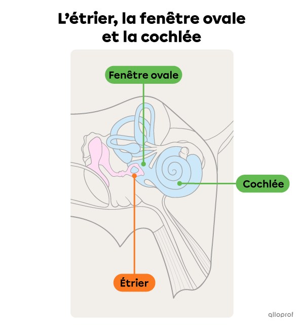 L’étrier, la fenêtre ovale et la cochlée