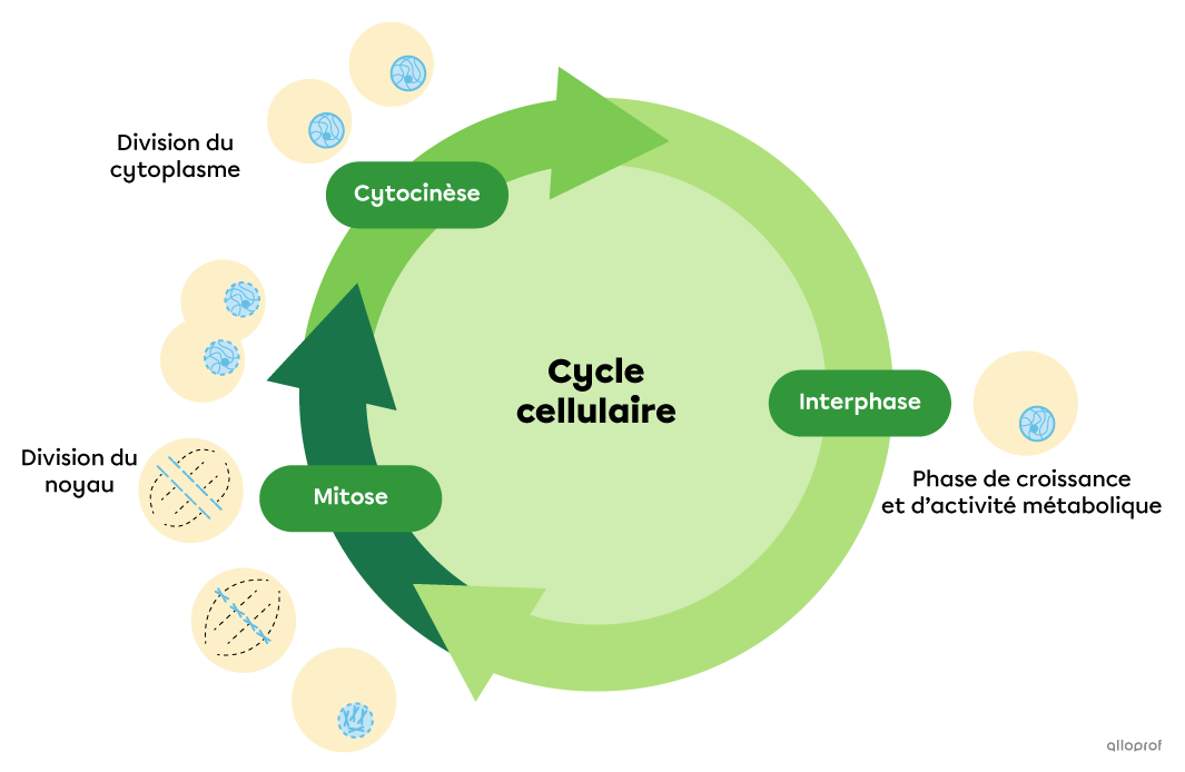 Le cycle cellulaire comprend l’interphase, la mitose et la cytocinèse.