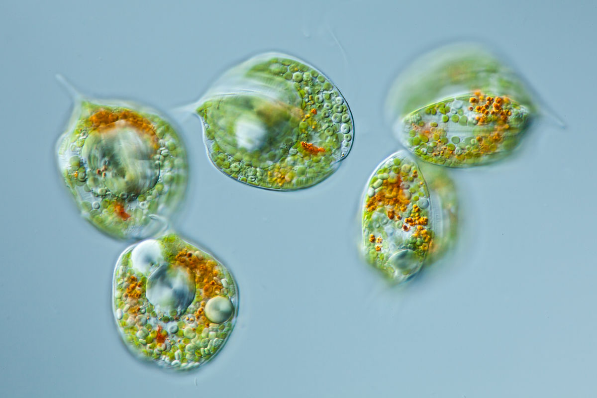 Unicellular organisms of the Euglena genus observed under a microscope.