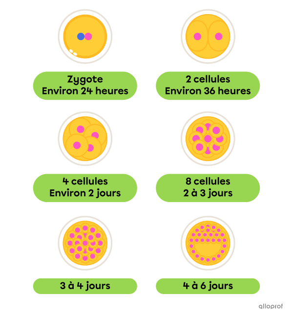 Les premiers stades du zygote et de l’embryon