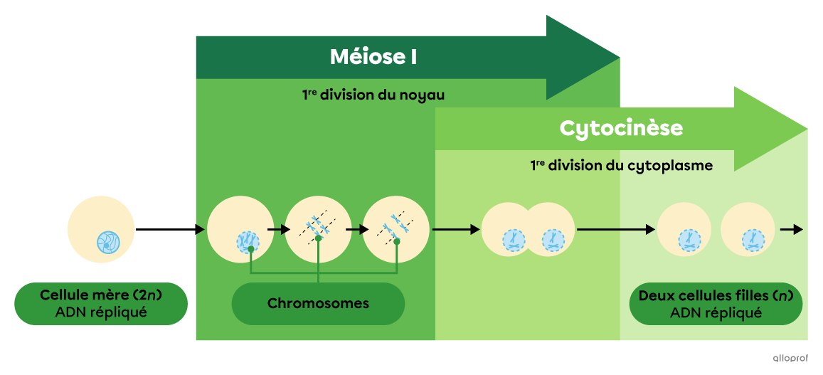 La Division Cellulaire Mitose Et Méiose Secondaire Alloprof 