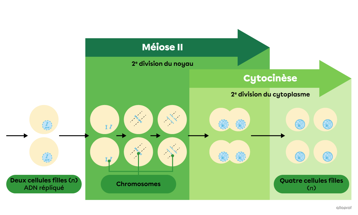 Schéma simplifié de la méiose II