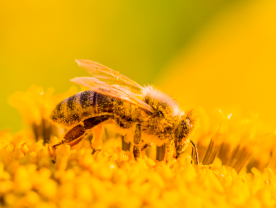 A bee covered in pollen.