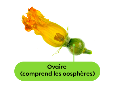 L’ovaire d’une plante à fleurs, comprenant des oosphères