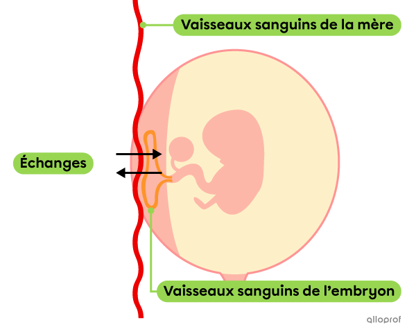 Un schéma simplifié des échanges entre la mère et l’embryon