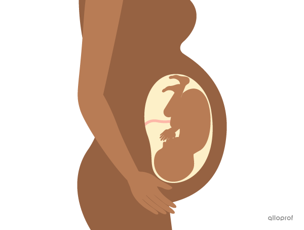 The head-down position of the fetus in preparation for delivery and birth.