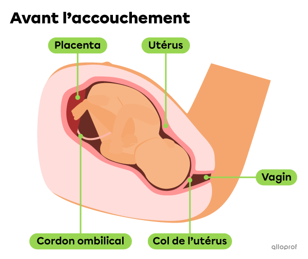 La position du fœtus avant l’accouchement