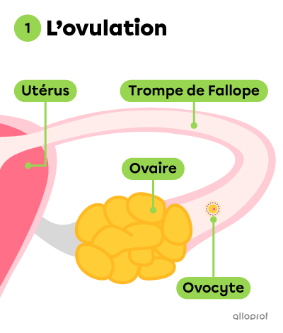 L'ovulation