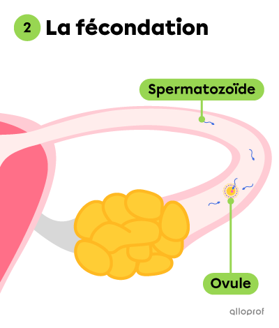 La fécondation