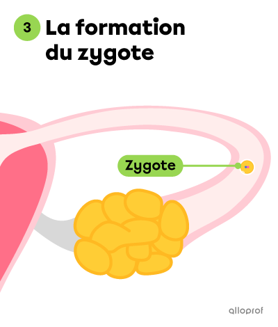 La formation du zygote