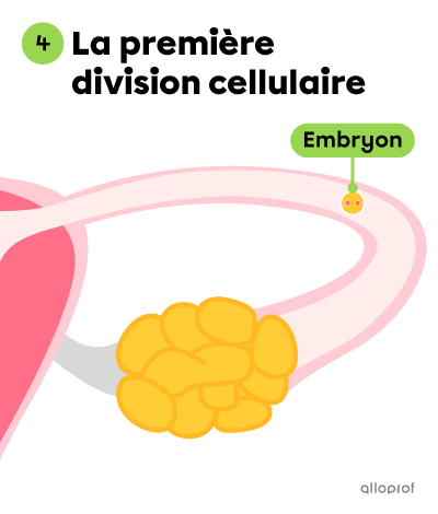 La première division cellulaire engendre un embryon.