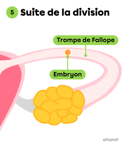 La division cellulaire de l’embryon se poursuit.