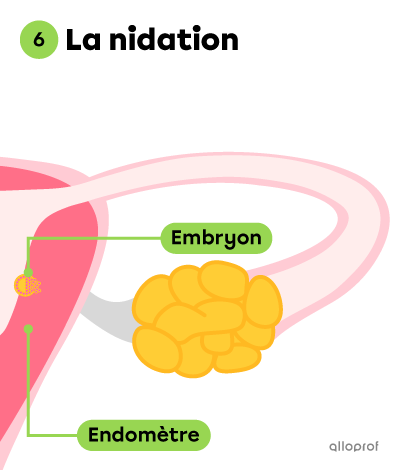 L’embryon effectue une nidation en s’implantant dans l’endomètre.