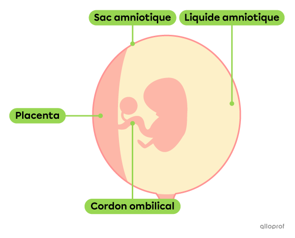 Le contenu du sac amniotique à la 7e semaine