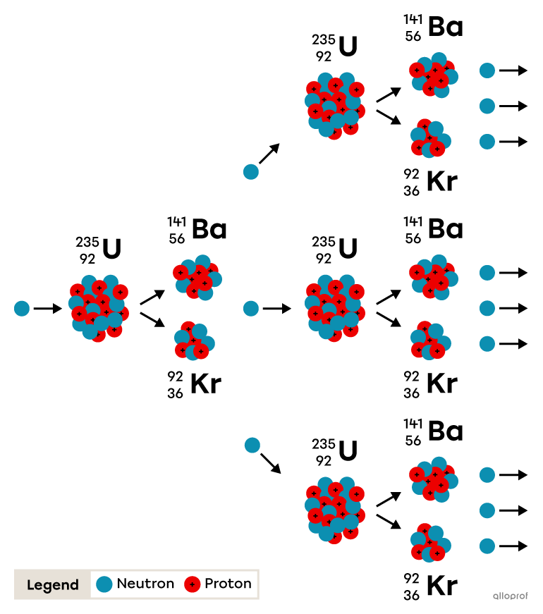 The fission of uranium-236 releases neutrons which cause a chain reaction of the other uranium atoms.