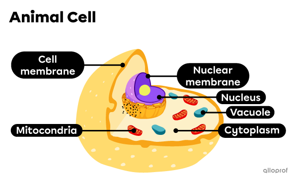 characteristics of ribosomes