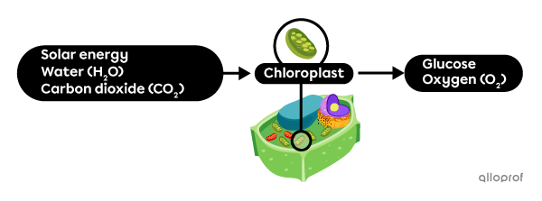 Energy, water, and carbon dioxide enter the plant cell, then oxygen and glucose leave the plant cell.