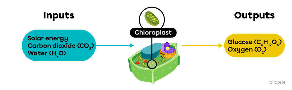 inputs and outputs of cellular respiration