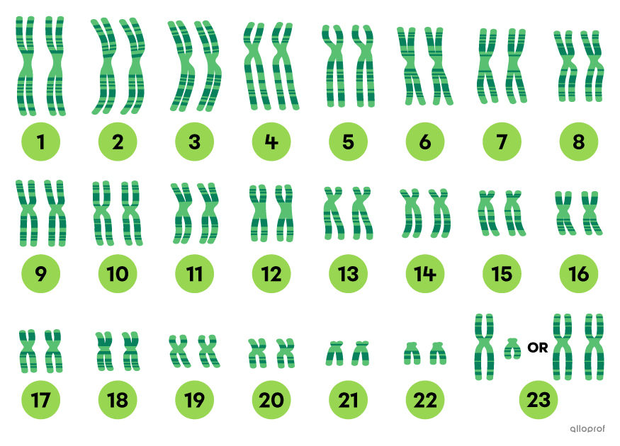 Karyotype of a human's chromosomes
