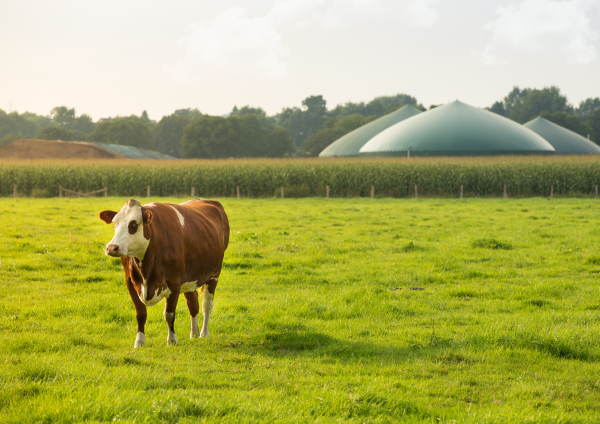 A cow in the field and biogas generation domes in the background.