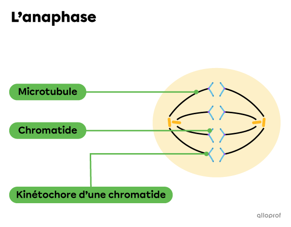 Les microtubules, les chromatides et les kinétochores lors de l’anaphase