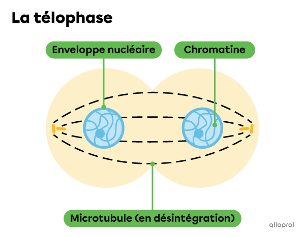 La chromatine, les enveloppes nucléaires et les microtubules lors de la télophase