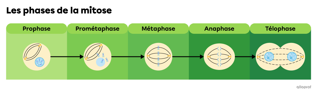 La prophase, la prométaphase, la métaphase, l’anaphase et la télophase sont les phases de la mitose.