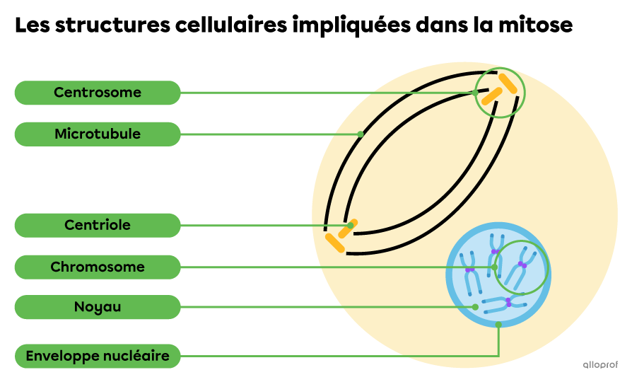 Le noyau, l’enveloppe nucléaire, un centrosome, un centriole et un microtubule dans une cellule en prophase