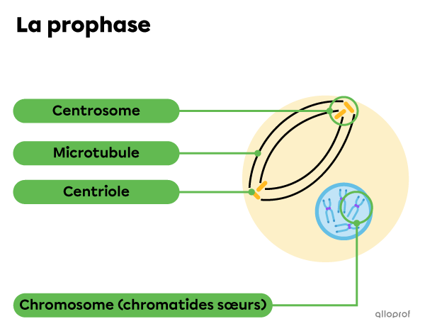 Les centrosomes, leurs centrioles, les microtubules et les chromosomes lors de la prophase