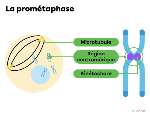 Les microtubules, les kinétochores et l’enveloppe nucléaire lors de la prométaphase