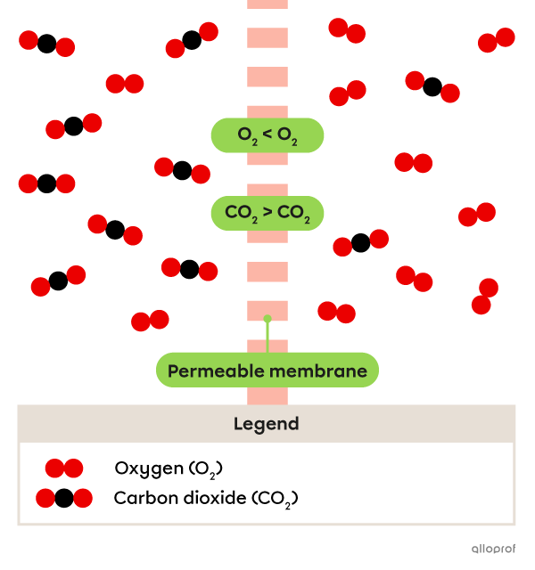 Before diffusion, the O2 and CO2 concentrations are different on each side of the permeable membrane.