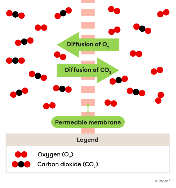 More O2 particles move to the left and more CO2 particles move to the right.