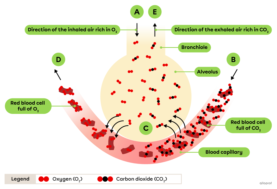 Pulmonary gas exchanges between an alveolus and a blood capillary.