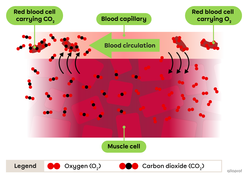 Gas exchanges between a blood capillary and muscle cells.