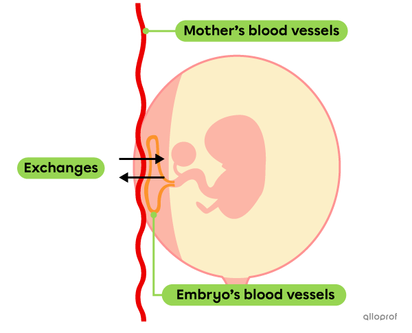 A simplified representation of the exchanges between the mother and the embryo.