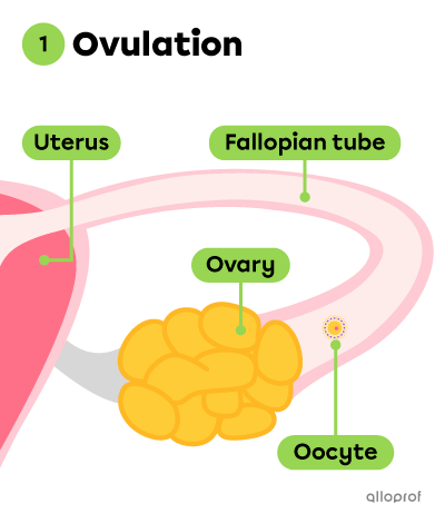 Ovulation stage.