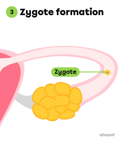 The formation of a zygote.