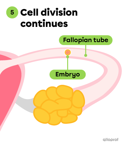 The cell division of the embryo continues.