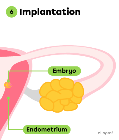 The embryo attaches to the endometrium (implantation).