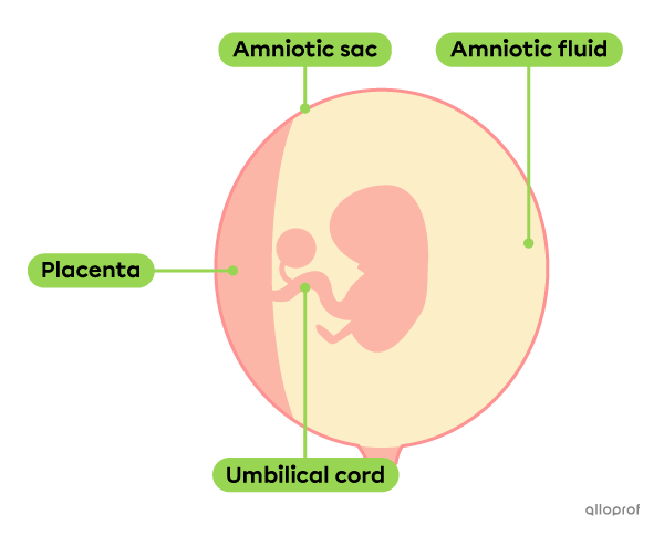 The visual representation of the amniotic sac during the 7th week of pregnancy.