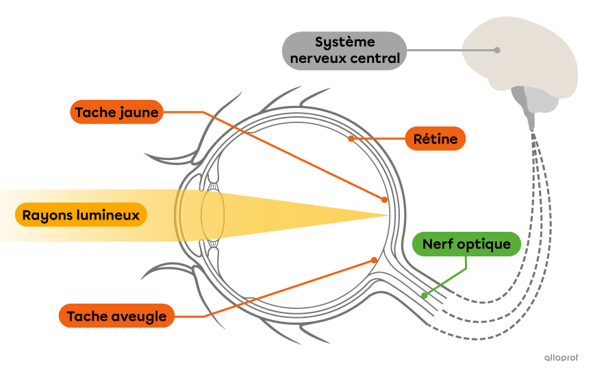 Les structures de la rétine et le nerf optique