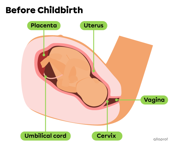 The position of the fetus before birth (the cervix is closed).