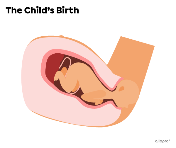 During the birth stage, the baby comes out of the uterus completely.