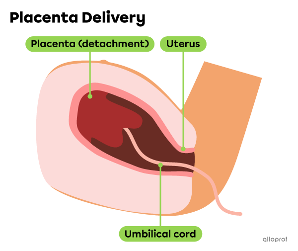 During the delivery stage, the placenta and the umbilical cord are delivered.