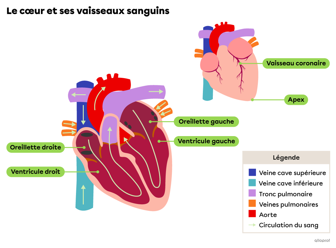 Le système circulatoire et son anatomie | Secondaire | Alloprof