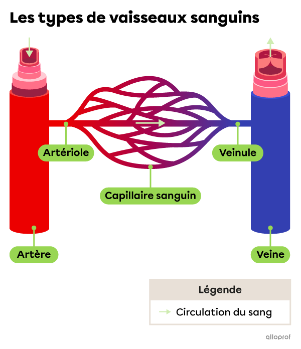 Le système circulatoire et son anatomie | Secondaire | Alloprof