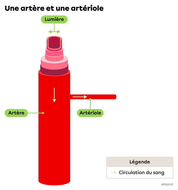 Une artère et son artériole.