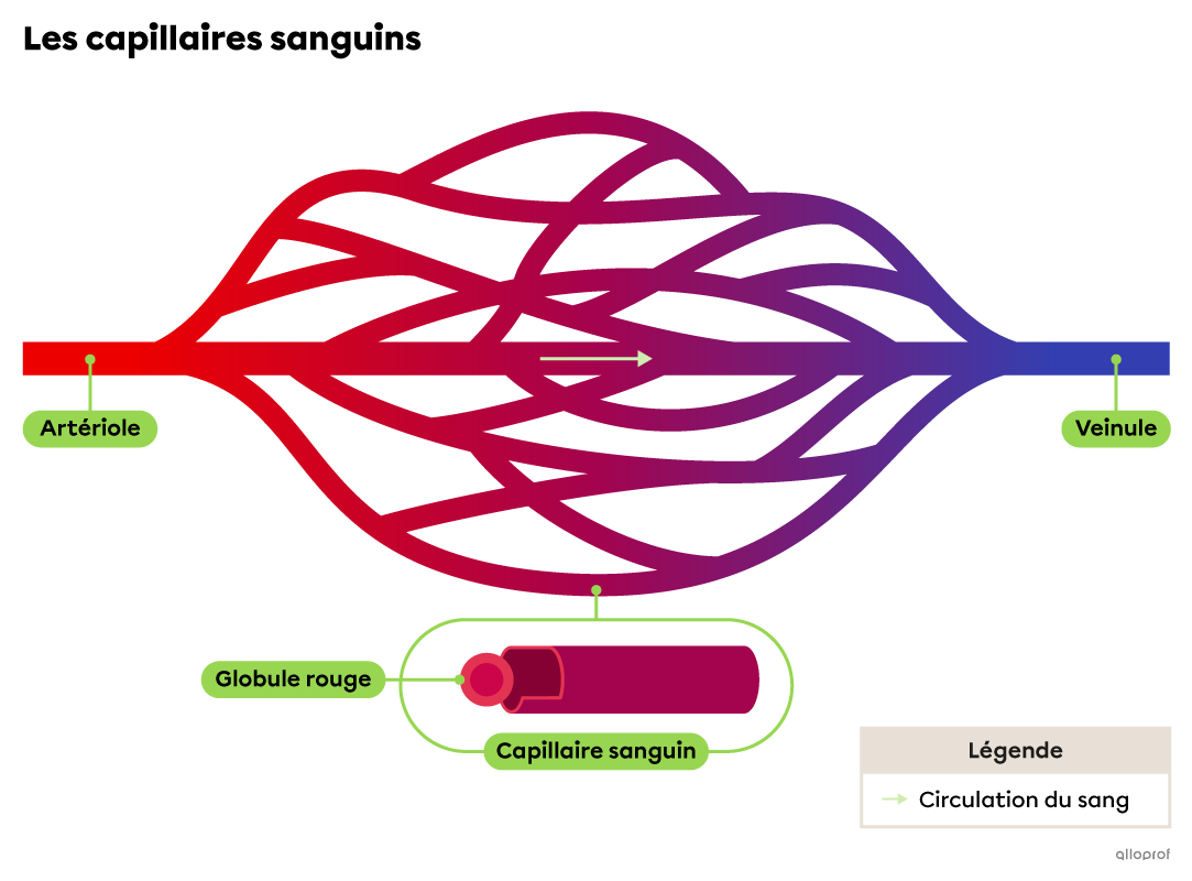 Les capillaires sanguins sont les petits vaisseaux qui se situent entre les artérioles et les veinules.