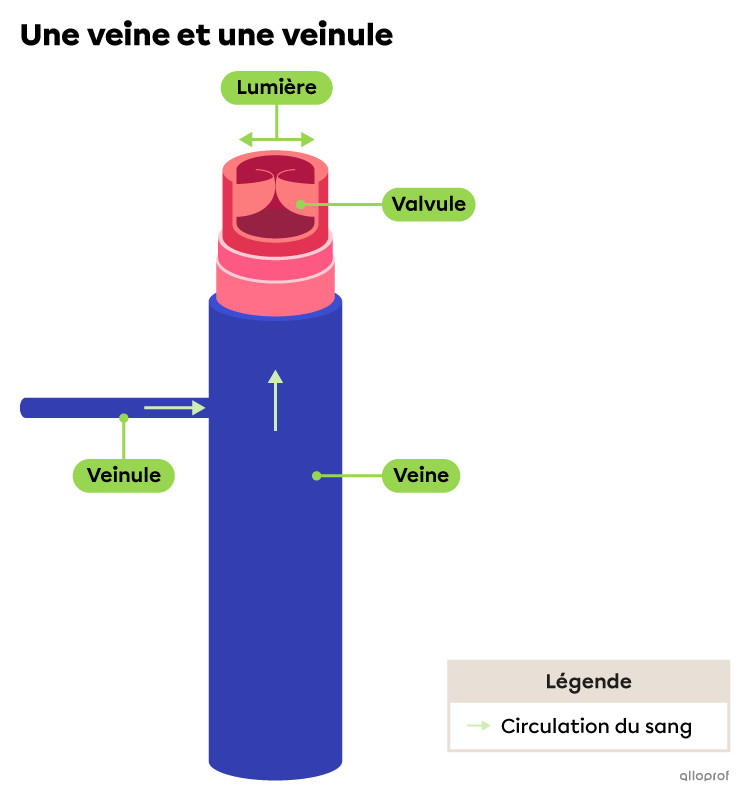 Une veine, sa valvule et une veinule.